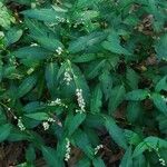 Persicaria hydropiper পাতা