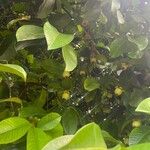 Garcinia mangostana Fruit