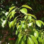 Quercus glauca Folio