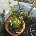 Portulacaria afra ᱥᱟᱠᱟᱢ