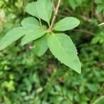 Forsythia viridissima 葉