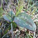 Smilax bona-nox Habit