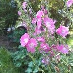 Sidalcea neomexicana Цвят