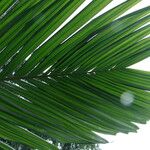 Areca catechu Лист