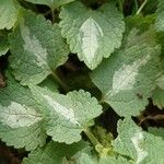 Lamium maculatum Blatt