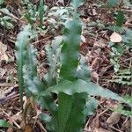 Asplenium serratum Fuelha