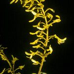 Vochysia tomentosa Flower