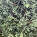 Juniperus communis List