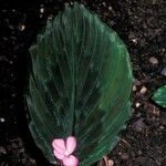Kaempferia pulchra Fleur