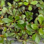 Terminalia mantaly Blad