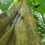 Pterygota excelsa Casca