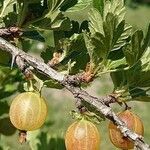 Ribes uva-crispa Fruit