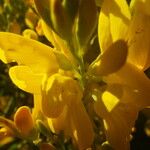 Genista stenopetala Flower