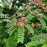 Cassia roxburghii Leaf