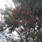 Erythrina variegata Blomst