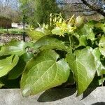 Epimedium pinnatum Habit