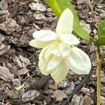 Jasminum sambacBlüte