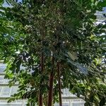 Psidium cattleyanum 整株植物