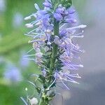 Veronica longifolia ফুল