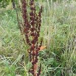 Rumex crispusഇല