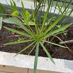 Cyperus alternifolius ഇല