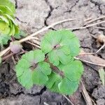 Aquilegia vulgaris Leaf