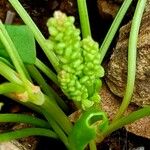Oxyria digyna বাকল