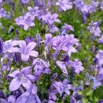 Campanula portenschlagianaКветка