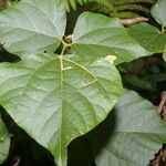 Rhynchosia erythrinoides List