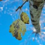 Populus × canescens Ліст