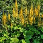 Ligularia sibirica