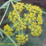 Ferula latipinna Otro