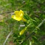 Chrysojasminum fruticans Kukka