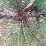 Pinus hartwegii Folha