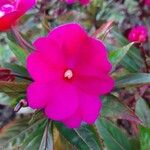 Impatiens walleriana Flower