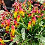 Lachenalia aloidesCvet