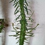 Euphorbia loricata Fulla