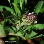 Trifolium bocconei Цветок