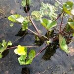 Nymphoides peltata Levél