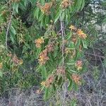 Grewia trichocarpa Flor