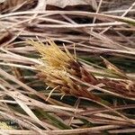Carex humilis Fleur