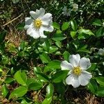 Rosa laevigata Flower