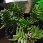 Crassula capitella Leht