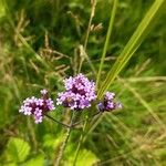 Verbena bonariensis花