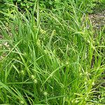 Carex grisea Vekstform