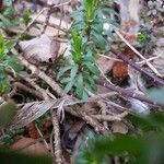 Iberis ciliata Likasa