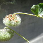 Trifolium globosum Frunză