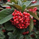 Cotoneaster coriaceus Gyümölcs