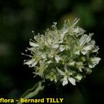 Saponaria bellidifolia Λουλούδι