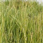 Spartina maritima Habit